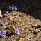神社にあった花