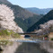 大原野の春