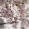 桜　きらめき