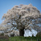 醍醐桜
