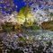 打吹公園の桜
