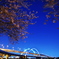 五色桜大橋と桜