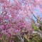 枝垂れ桜