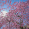 満開！枝垂れ桜