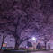 芹ヶ谷公園夜桜