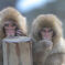 Snow Monkeys