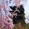 五重塔としだれ桜〜仁和寺