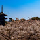 仁和寺の桜