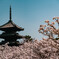 五重塔と御室桜