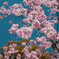 枝垂れ桜