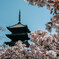 五重塔と桜