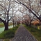 雨散り桜