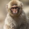 Snow Monkey Child