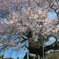 桜の社