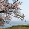 さくら2022_高島の春