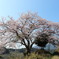 さくら2022_高島の春