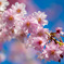 枝垂れ桜