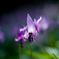 カタクリの花