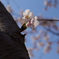 西公園の桜