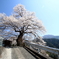 大野の一本桜