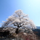大野の一本桜