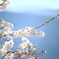 大野の一本桜