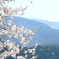 大野の一本桜