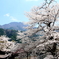 大野の一本桜