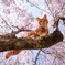 垂れ桜と見下す猫☆