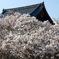 観音堂・瓦屋根と御室桜