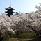 五重塔と御室桜