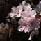 山桜