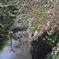 葉桜-3