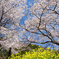 旧安野駅の桜