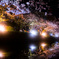 川面の桜２