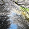 志井川沿いの桜①　2022