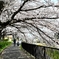 志井川沿いの桜②　2022