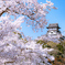 満開の桜と犬山城