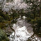 松桜