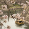 桜と御座船