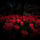 Mysterious Beauties