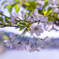 最後の桜