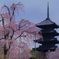 東寺 五重塔と不二桜