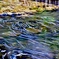 清流の花筏