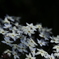 春の花