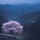 八徳の一本桜