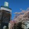 都会の桜