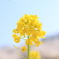 2022 赤城山千本桜