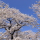 2022 赤城山千本桜