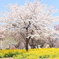 2022 赤城山千本桜